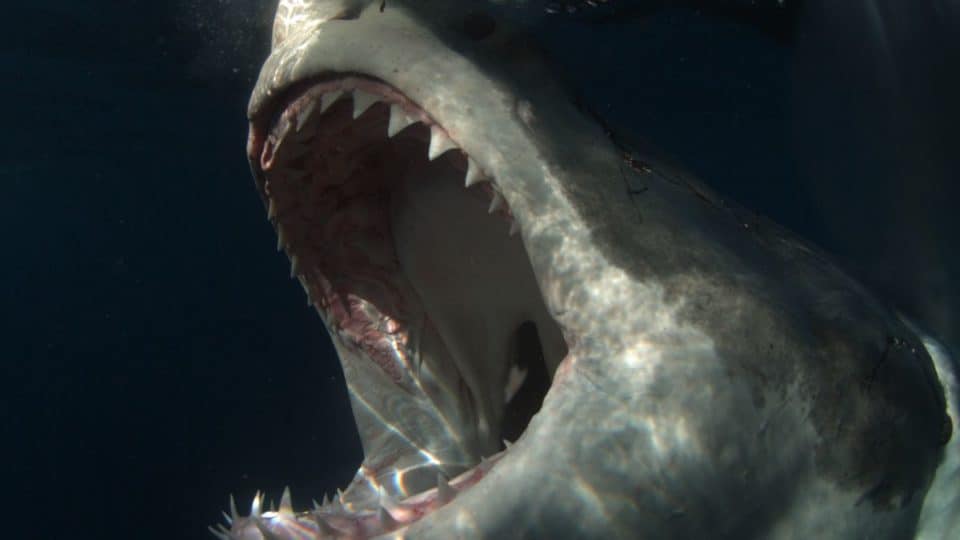 Shark Week 2019 Shark Attack Proposition Betting Odds - SportsInsider.com